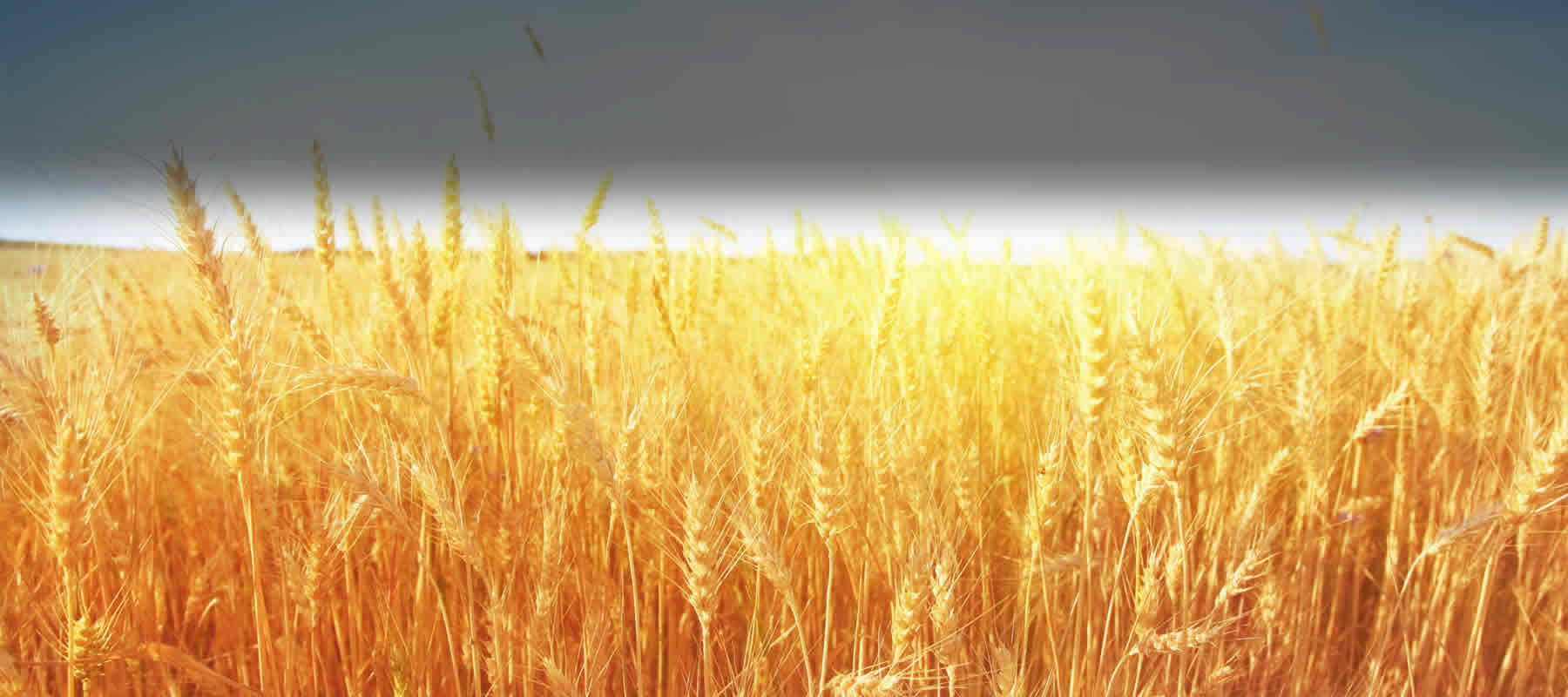 DICKEY-john GAC 2500-Agri